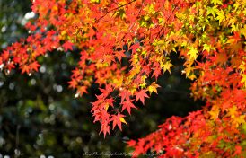 11月イベントのお知らせ