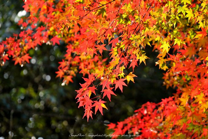 11月イベントのお知らせ