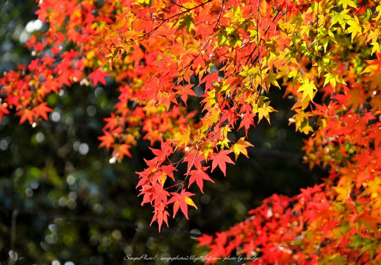 11月イベントのお知らせ