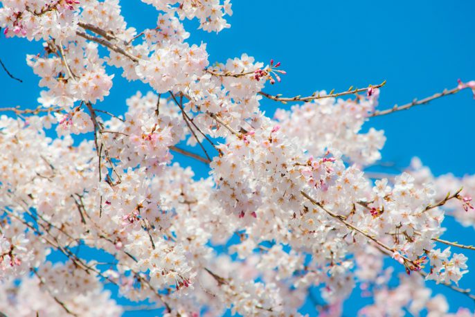 地鎮祭＊頂き物